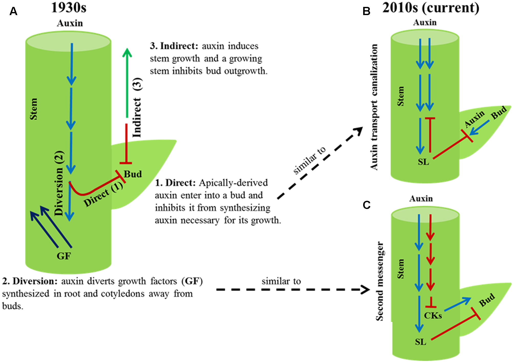 Apical dominance mechanism, historical and current models: (A) the 1930s model (auxin directly inhibiting bud auxin synthesis; auxin diverting root/cotyledon growth factors away from buds; auxin indirectly inhibiting buds via stem growth), compared to (B, C) the 2010s auxin-transport-canalization and second-messenger (strigolactone/cytokinin) models