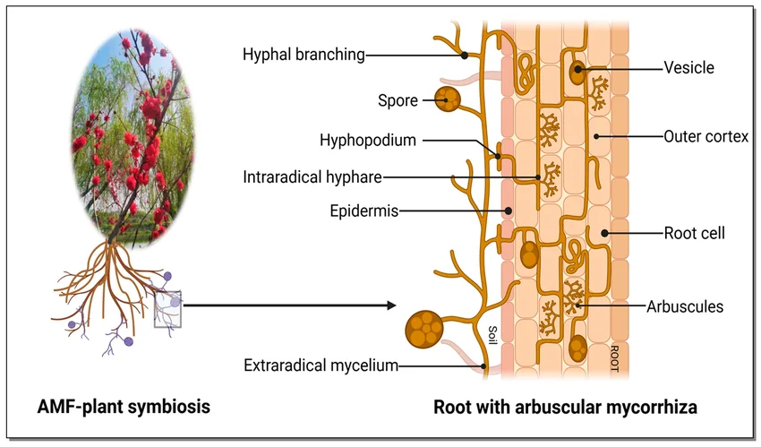 Arbuscular mycorrhizal fungus-plant symbiosis: extraradical mycelium and spores in the soil, hyphal branching and a hyphopodium at the root epidermis, intraradical hyphae penetrating cortical cells, and branched arbuscules and vesicles formed within cortex cells