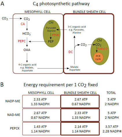 C4 photosynthetic pathway: (A) in the mesophyll cell, CA and PEPC fix CO2/HCO3- onto PEP to form OAA, converted to a 4-carbon acid (malate/aspartate) shuttled to the bundle sheath cell, where a decarboxylase (DC) releases CO2 to RuBisCO/the Calvin cycle, with pyruvate/alanine shuttled back and reconverted to PEP by PPDK; (B) the ATP/NADPH cost per CO2 fixed, split between mesophyll and bundle sheath, compared across the NADP-ME, NAD-ME, and PEPCK biochemical subtypes