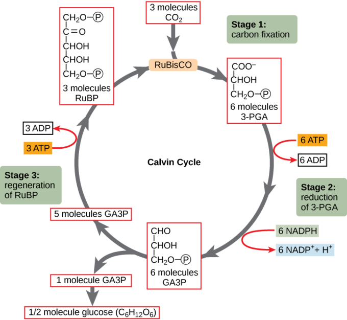 Full Calvin cycle: 3 CO2 fixed onto RuBP by RuBisCO (stage 1, carbon fixation) yields 6 3-PGA, reduced using 6 ATP and 6 NADPH to 6 G3P (stage 2), of which 1 exits as net output and the remaining 5 are rearranged using 3 more ATP back into 3 RuBP (stage 3, regeneration)