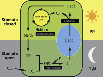 CAM diurnal cycle: at night (stomata open), CO2 combines with PEP via PEPC (primary carboxylation) to form a C4 acid stored in the vacuole; during the day (stomata closed), the C4 acid is decarboxylated back to a C3 acid, releasing CO2 to Rubisco and the Calvin-Benson cycle (secondary carboxylation), with surplus carbon stored as starch