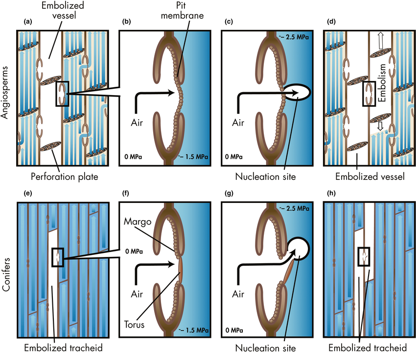 Drought-induced cavitation via the air-seeding mechanism: an air bubble nucleates at a bordered pit membrane and expands into the water-filled conduit, producing an embolism (torus/margo detail shown for the gymnosperm tracheid case)