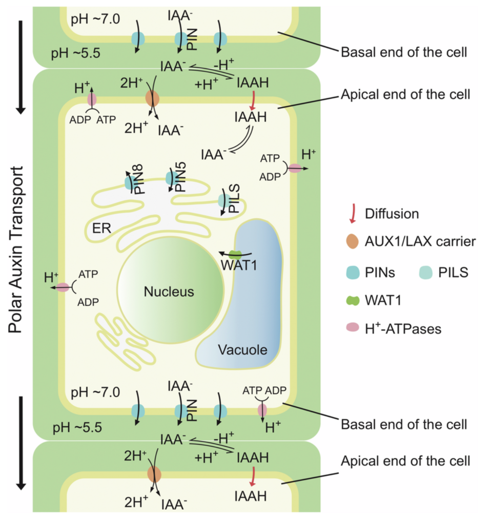 Polar auxin transport machinery within and between cells: PIN exporters and AUX1/LAX importers setting up directional IAA flow via the pH gradient between apoplast and cytoplasm, with PIN5/PIN8/PILS/WAT1 additionally regulating intracellular auxin distribution via the ER and vacuole — the general PIN-mediated transport mechanism the Cholodny-Went model’s lateral relocalization builds on
