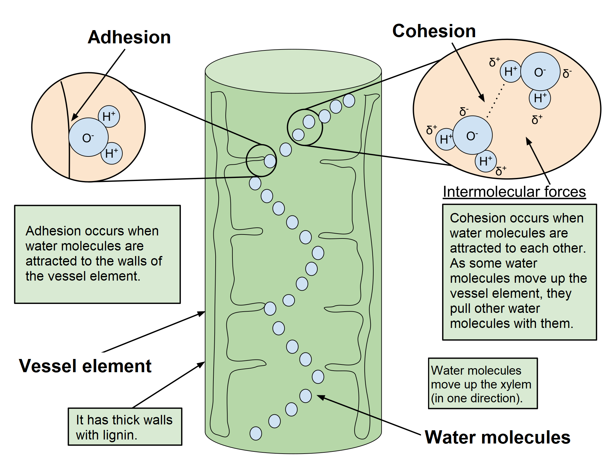 Cohesion and adhesion at a xylem vessel element: water molecules moving up the vessel pull neighboring water molecules along by cohesion (hydrogen bonding between water molecules), while adhesion (hydrogen bonding to the lignified vessel wall) keeps the water column against the conduit surface