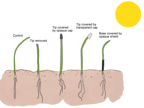 The classic phototropism experimental series: an intact, light-exposed coleoptile bends toward light; removing the tip abolishes bending; covering the tip with an opaque cap abolishes bending; covering the tip with a transparent cap preserves bending; shielding only the base leaves bending intact — together localizing both light perception and the response-initiating signal to the tip