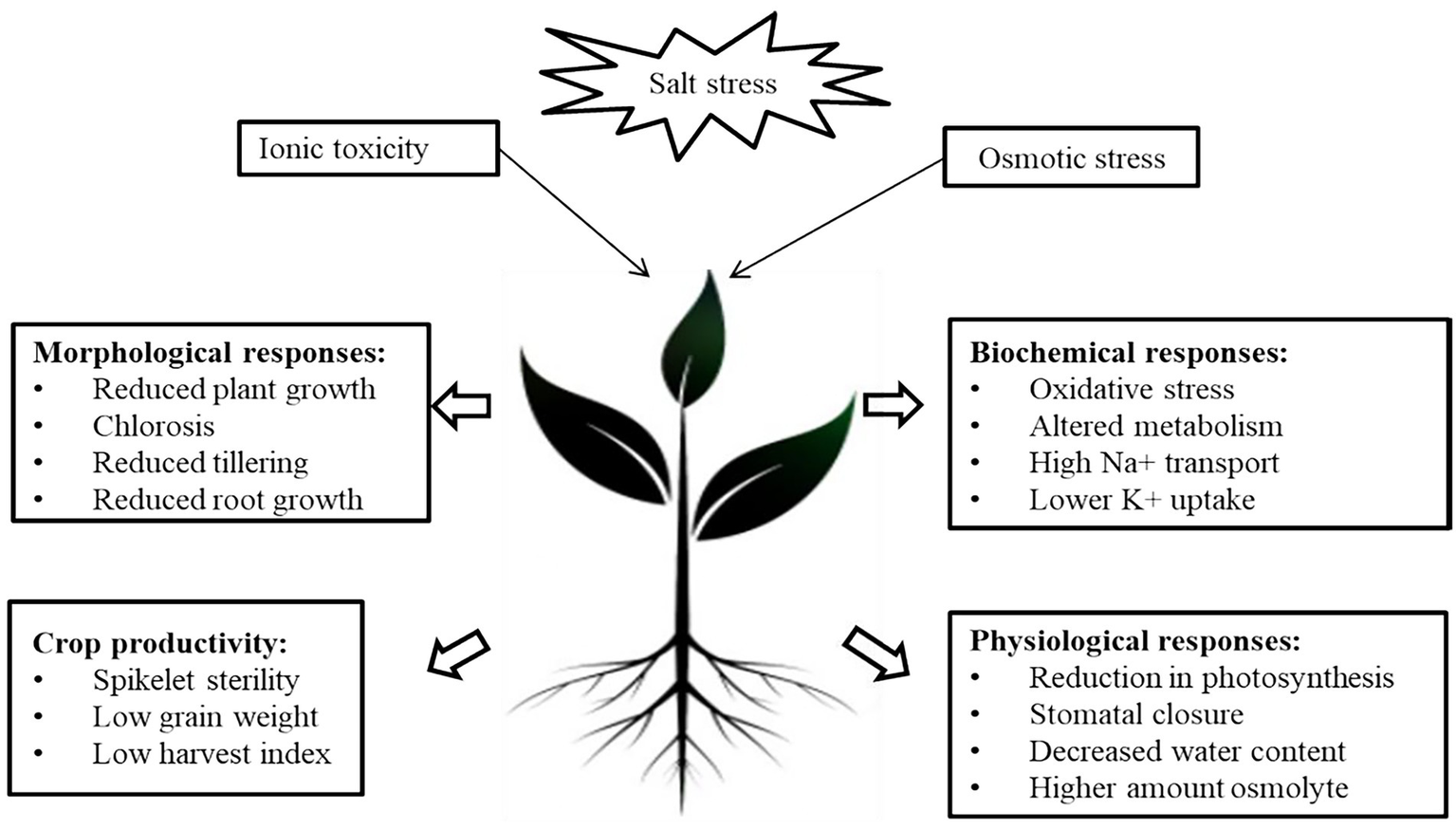 Salt stress overview: ionic toxicity and osmotic stress together drive morphological (reduced growth, chlorosis, reduced tillering/root growth), biochemical (oxidative stress, altered metabolism, high Na+ transport, lower K+ uptake), and physiological (reduced photosynthesis, stomatal closure, decreased water content) responses, ultimately reducing crop productivity