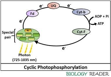 Cyclic photophosphorylation: an electron ejected from the PSI special pair (reaction center) passes through ferredoxin, a plastoquinone-like carrier, and cytochrome b/cytochrome f back to PSI, pumping protons that drive ATP synthesis (ADP + Pi to ATP) without involving PSII or producing NADPH