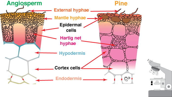 Ectomycorrhizal structure compared between an angiosperm and a pine root: external hyphae and mantle hyphae sheathing the root surface, Hartig net hyphae between epidermal and cortex cells (not entering them), hypodermis and endodermis labeled