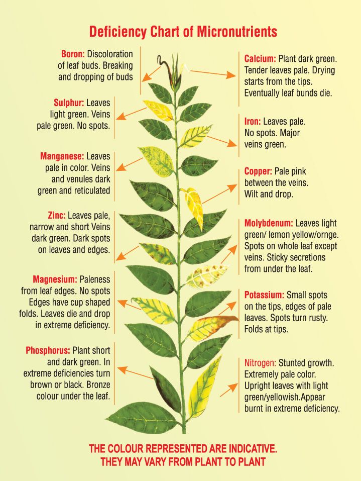 Deficiency symptom chart across macro- and micronutrients, keyed to leaf position on the stem: immobile elements (calcium, boron) shown affecting the youngest growth at the tip, mobile elements (nitrogen, potassium, phosphorus, magnesium) shown affecting older lower leaves first
