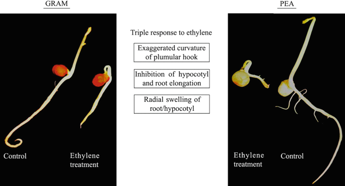 The triple response in dark-grown seedlings: gram and pea seedlings treated with ethylene (left of each pair) show exaggerated curvature of the plumular hook, inhibition of hypocotyl/root elongation, and radial swelling of the root/hypocotyl, compared to untreated controls