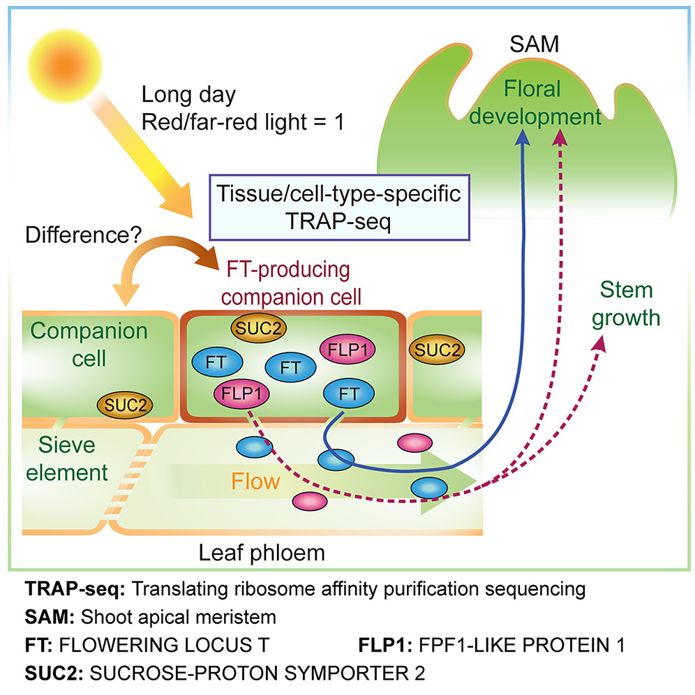 FT (florigen) production and transport: under long-day/inductive red:far-red light conditions, FT-producing companion cells in the leaf phloem load FT (and FLP1) protein into the sieve element flow, carrying it to the shoot apical meristem to trigger floral development and to promote stem growth