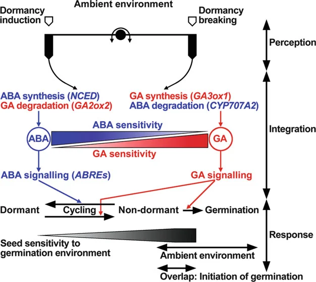 Model for the regulation of dormancy and germination by ABA and GA: ambient-environment perception drives dormancy induction (ABA synthesis via NCED, GA degradation via GA2ox2) or dormancy breaking (GA synthesis via GA3ox1, ABA degradation via CYP707A2); the resulting ABA/GA sensitivity balance is integrated into ABA or GA signaling, producing a dormant/cycling or non-dormant/germinating response