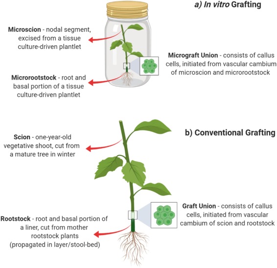 Grafting technique terminology (in vitro micrografting vs. conventional grafting): scion/microscion, rootstock/microrootstock, and the graft union where callus cells from both sides interconnect the vascular systems