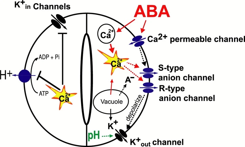 Guard cell model of ABA signaling and stomatal closure: ABA triggers cytosolic Ca2+ increase via a Ca2+-permeable channel, activating S-type and R-type anion channels and inhibiting K+in channels, while depolarization and rising pH open K+out channels, together driving K+/anion efflux and guard cell turgor loss