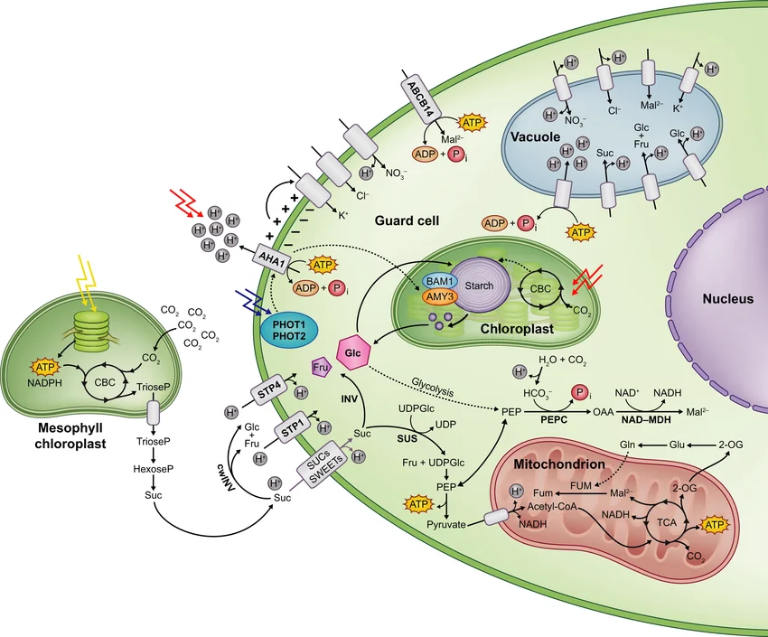 Guard cell membrane ion transport and carbon metabolism underlying stomatal opening: the H+-ATPase (AHA1), blue-light photoreceptors (PHOT1/2), K+/Cl-/NO3- channels, and the broader sugar and starch metabolism (mesophyll chloroplast sucrose supply, guard cell chloroplast starch/Calvin cycle, vacuolar and mitochondrial metabolism) that together power and sustain the opening response