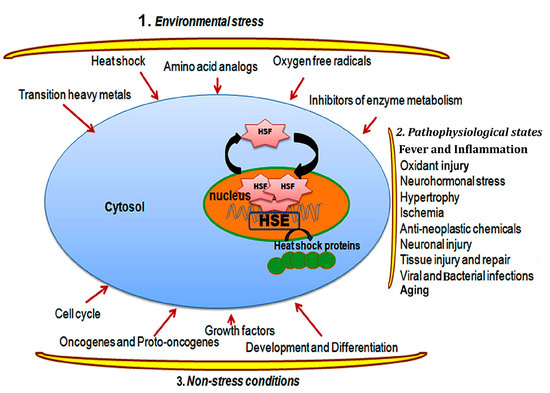 Heat shock factor (HSF) activation pathway: environmental stressors (heat shock, oxidative stress, heavy metals) and non-stress developmental signals both converge on HSF, which trimerizes, enters the nucleus, and binds heat shock elements (HSE) to induce heat-shock protein production