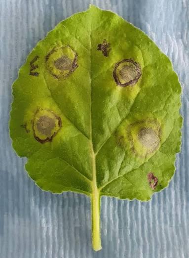Hypersensitive response: a leaf showing multiple discrete necrotic lesions, each a ring of dead tissue localized around and containing an infection site