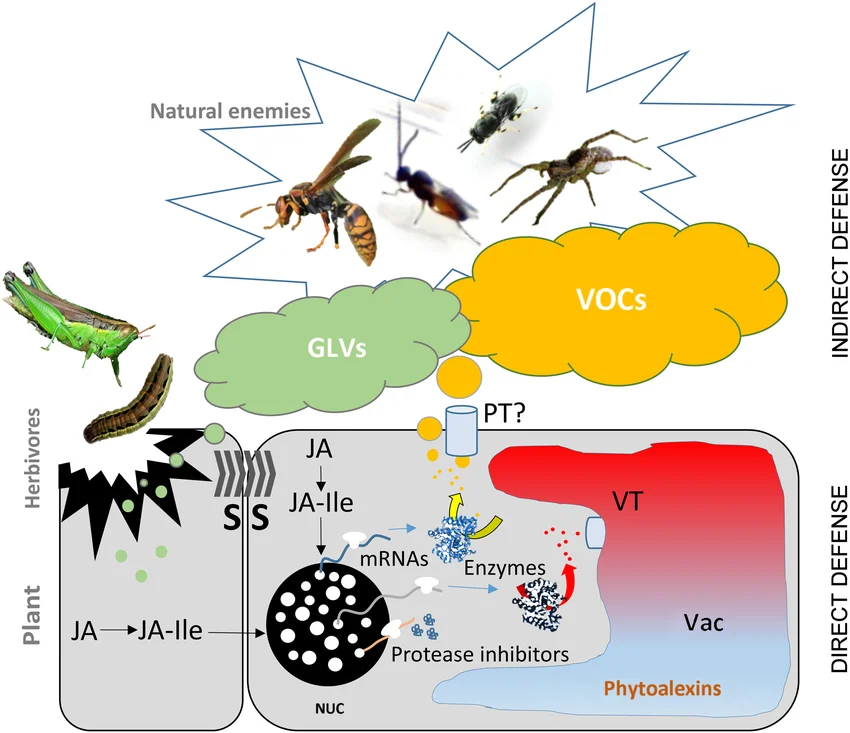 Induced plant defense after herbivore damage: JA/JA-Ile signaling in the damaged cell upregulates mRNA/enzyme production, protease inhibitors, and phytoalexins (direct defense), while released green leaf volatiles (GLVs) and other volatile organic compounds (VOCs) attract the herbivore’s natural enemies — wasps, predatory flies, spiders (indirect defense)
