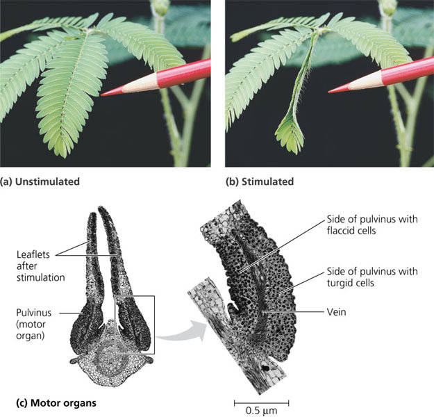 Mimosa pudica seismonastic response: (a) unstimulated leaflets held open; (b) leaflets folded within seconds of mechanical stimulation; (c) the pulvinus (motor organ) in cross-section, showing flaccid cells on one side and turgid cells on the other — the asymmetric turgor loss producing the fold