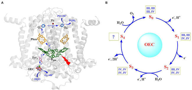Oxygen-evolving complex detail: (A) the Mn4CaO5 cluster and its position relative to Tyrz, P680, pheophytin, and the QA/QB plastoquinone acceptors within the PSII protein structure; (B) the Kok cycle of S-state transitions (S0-S4) through which the complex accumulates oxidizing power before releasing O2