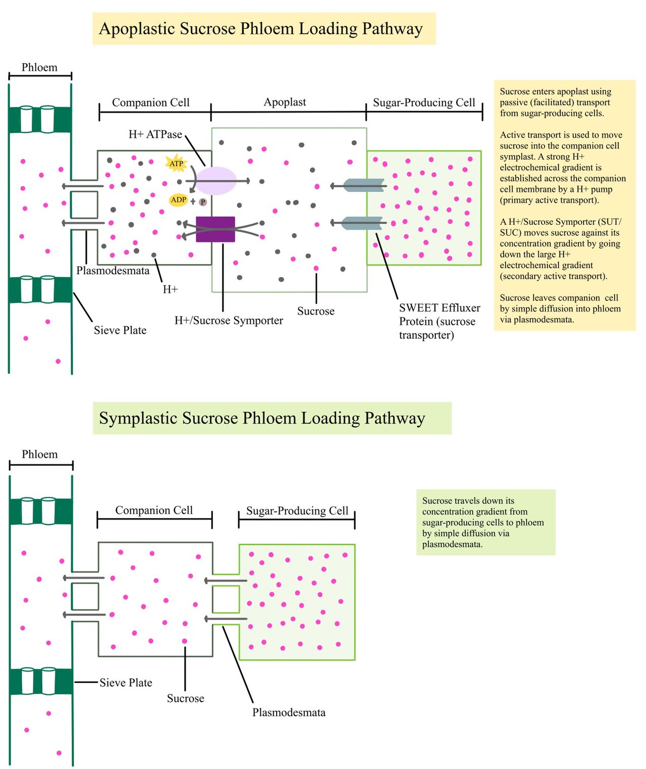 Apoplastic vs. symplastic sucrose phloem loading pathways: top, sucrose crossing the apoplast via facilitated transport then an H+-ATPase-driven H+/sucrose symporter into the companion cell, exiting to the sieve tube via a SWEET effluxer; bottom, sucrose moving directly from sugar-producing cell to companion cell to sieve tube via plasmodesmata by simple diffusion down its concentration gradient