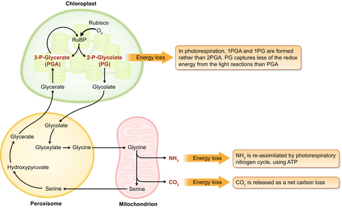 Photorespiration (glycolate pathway) spanning three organelles: chloroplast Rubisco splits between 3-PGA and 2-PG (energy loss versus ordinary photosynthesis), the peroxisome converts glycolate through glyoxylate/glycine, and the mitochondrion converts glycine to serine, releasing both NH3 (re-assimilated at ATP cost) and CO2 (a net carbon loss)