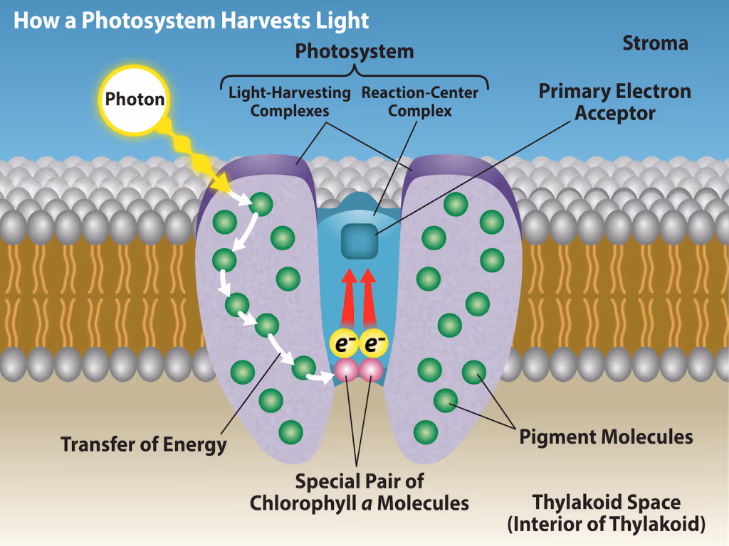 How a photosystem harvests light: a photon absorbed anywhere in the light-harvesting complex’s pigment molecules is passed by resonance energy transfer to the special pair of chlorophyll a molecules in the reaction-center complex, which ejects an electron to the primary electron acceptor