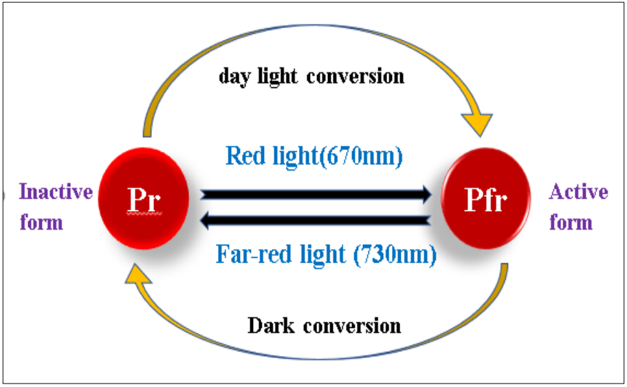 Phytochrome Pr/Pfr photoreversible cycle: red light (670 nm) converts the inactive Pr form to the active Pfr form; far-red light (730 nm) or, more slowly, darkness converts Pfr back to Pr