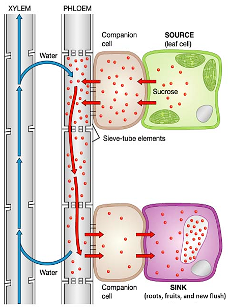 Pressure-flow (Munch) hypothesis: water enters the phloem from the xylem at the source (leaf) companion cell as sucrose is loaded, driving bulk flow of water and sucrose through sieve-tube elements to the sink (root/fruit) companion cell, where sucrose exits and water returns to the xylem