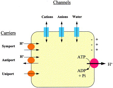Membrane transport underlying the proton motive force: an ATP-driven H+ pump establishes a charge and pH gradient across the membrane, which channels (cation/anion/water) and carriers (symport, antiport, uniport) then use to move other solutes across