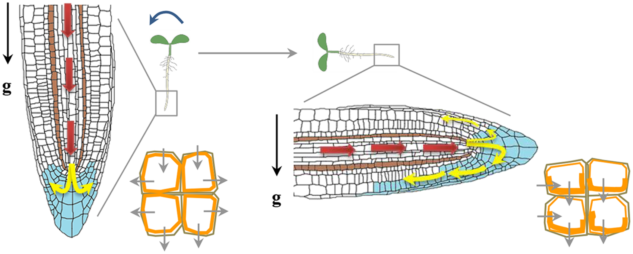 Root gravitropism: in a vertically growing root tip, statocytes at the columella show downward-settled statoliths (red arrows) and symmetric auxin efflux (orange cell diagrams); after gravistimulation/reorientation, statoliths resettle toward the new lower side and auxin is redistributed asymmetrically (yellow arrows) toward that side, producing differential elongation that reorients growth back toward gravity