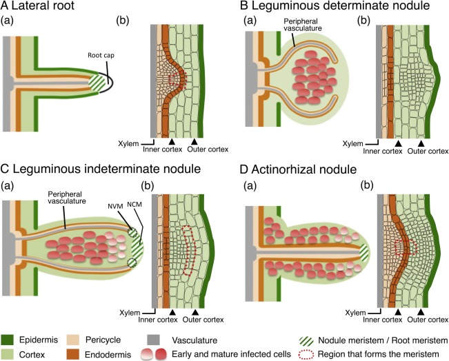 Root nodule structure compared across a lateral root, leguminous determinate and indeterminate nodules, and an actinorhizal nodule: epidermis, cortex, pericycle, endodermis, peripheral vasculature, and the infected cells housing the nitrogen-fixing symbiont are labeled in each