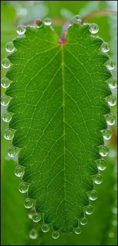 Guttation: droplets of xylem sap exuded from leaf-margin hydathodes, visible along the serrated edge of a leaf and at the tips of grass blades