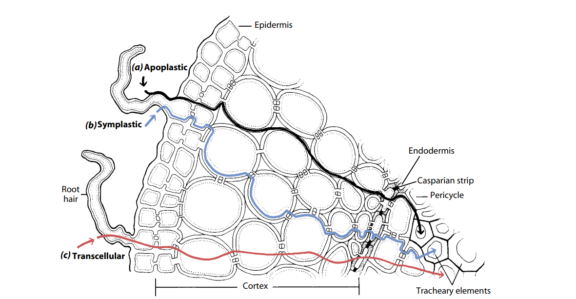 Water movement pathways across the root: apoplastic, symplastic, and transcellular routes traced from the epidermis/root hair through the cortex to the tracheary elements, with the Casparian strip and pericycle marked at the endodermis