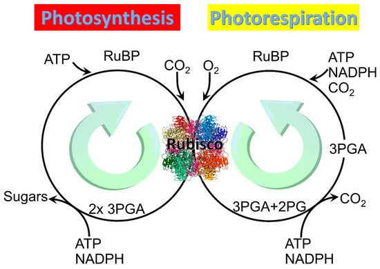Rubisco’s dual reaction as a shared branch point: with CO2 (left), RuBP carboxylation feeds ordinary photosynthesis, consuming ATP/NADPH and yielding 2x 3PGA/sugars; with O2 (right), oxygenation feeds photorespiration instead, consuming ATP/NADPH/CO2 and yielding a 3PGA+2PG mixture that ultimately releases CO2