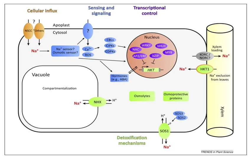 Cellular Na+ transport and salt-stress response network: apoplastic Na+ influx via non-selective cation channels, Ca2+/ROS sensing and downstream transcriptional control (WRKY/NAC/bHLH/AP2-ERF/bZIP/MYB) regulating HKT1, vacuolar compartmentalization via the NHX Na+/H+ antiporter, and SOS1-mediated Na+ efflux/xylem-loading control limiting Na+ delivery to the shoot