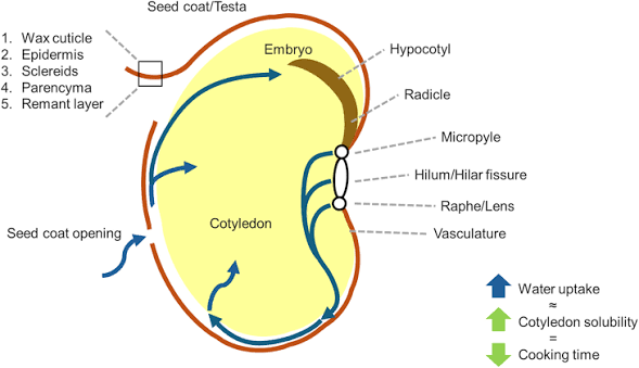 Seed structure and imbibition: seed coat layers (wax cuticle, epidermis, sclereids, parenchyma, remnant layer), embryo (hypocotyl, radicle), cotyledon, and the micropyle/hilar fissure/raphe region, with arrows tracing water uptake into the seed coat opening and cotyledon