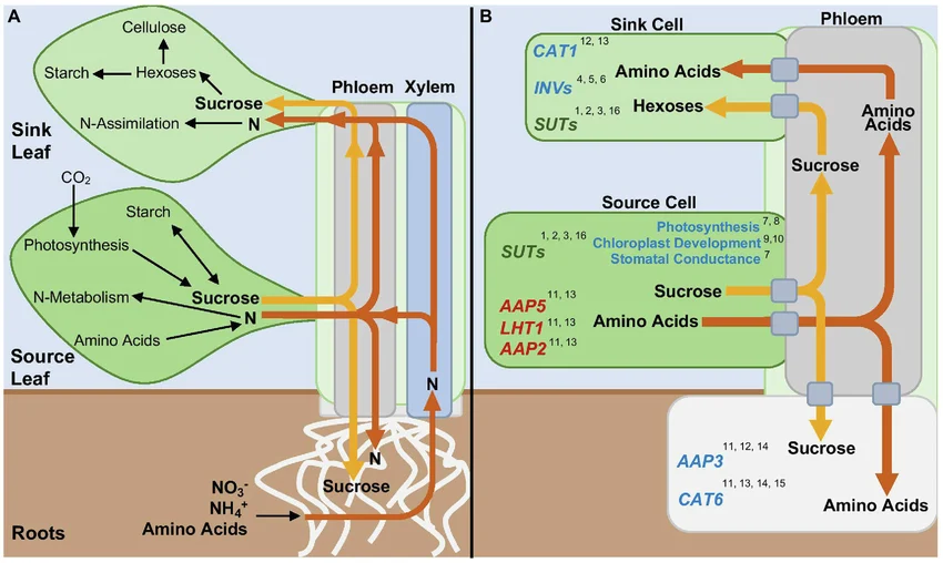 Whole-plant source-sink nitrogen and sucrose movement: (A) source leaf photosynthesis/N-metabolism supplying sucrose and nitrogen via phloem and xylem to a sink leaf and to roots, and root NO3-/NH4+/amino acid uptake feeding back via xylem; (B) the source-cell and sink-cell transporter proteins (SUTs, AAPs, CAT1, INVs) underlying that movement
