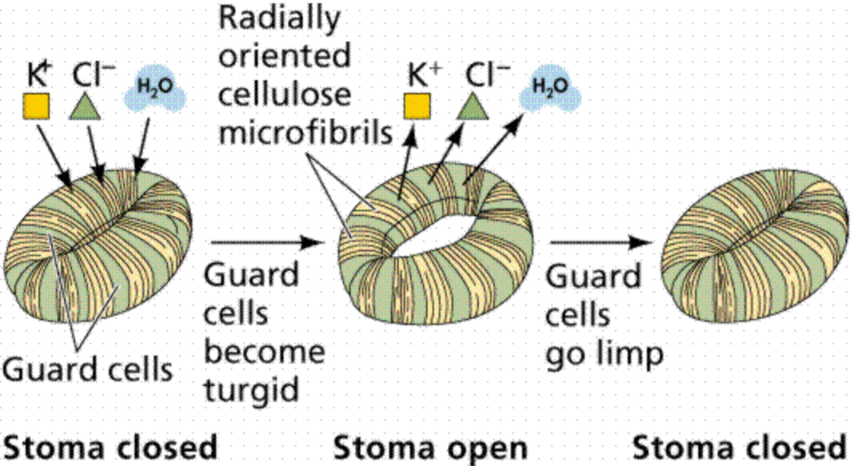Stomatal opening/closing cycle: guard cell pair closed, then becoming turgid as K+, Cl-, and water accumulate and the radially oriented cellulose microfibrils constrain the cells to bow open, then closed again as guard cells go limp