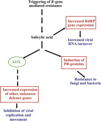 Systemic acquired resistance signaling downstream of R-gene-mediated resistance: salicylic acid triggers induction of PR-proteins (resistance to fungi and bacteria), increased RdRP expression (increased viral RNA turnover), and AOX-dependent expression of other defense genes (inhibition of viral replication and movement)