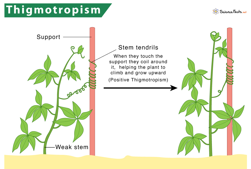 Positive thigmotropism in a stem tendril: a tendril on a weak-stemmed climbing plant grows freely until it contacts a support, then coils tightly around it, converting an otherwise unsupported stem into one that can climb upward