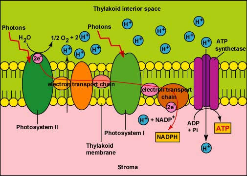 Chemiosmotic ATP synthesis across the thylakoid membrane: water-splitting and photosystem II electron transport deposit H+ in the lumen, PSII/electron carriers move electrons toward NADP+ reduction in the stroma, and ATP synthase uses the resulting H+ gradient to phosphorylate ADP, producing ATP for the Calvin cycle