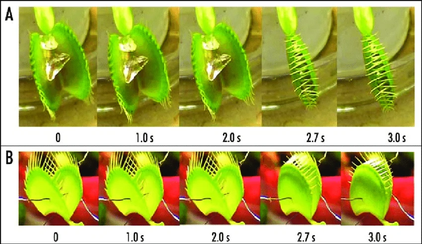 Venus flytrap closure sequence after trigger-hair stimulation: two independent trials (A, B) each show the trap open at 0s and progressively closing over roughly 3 seconds following mechanical stimulation of the trigger hairs