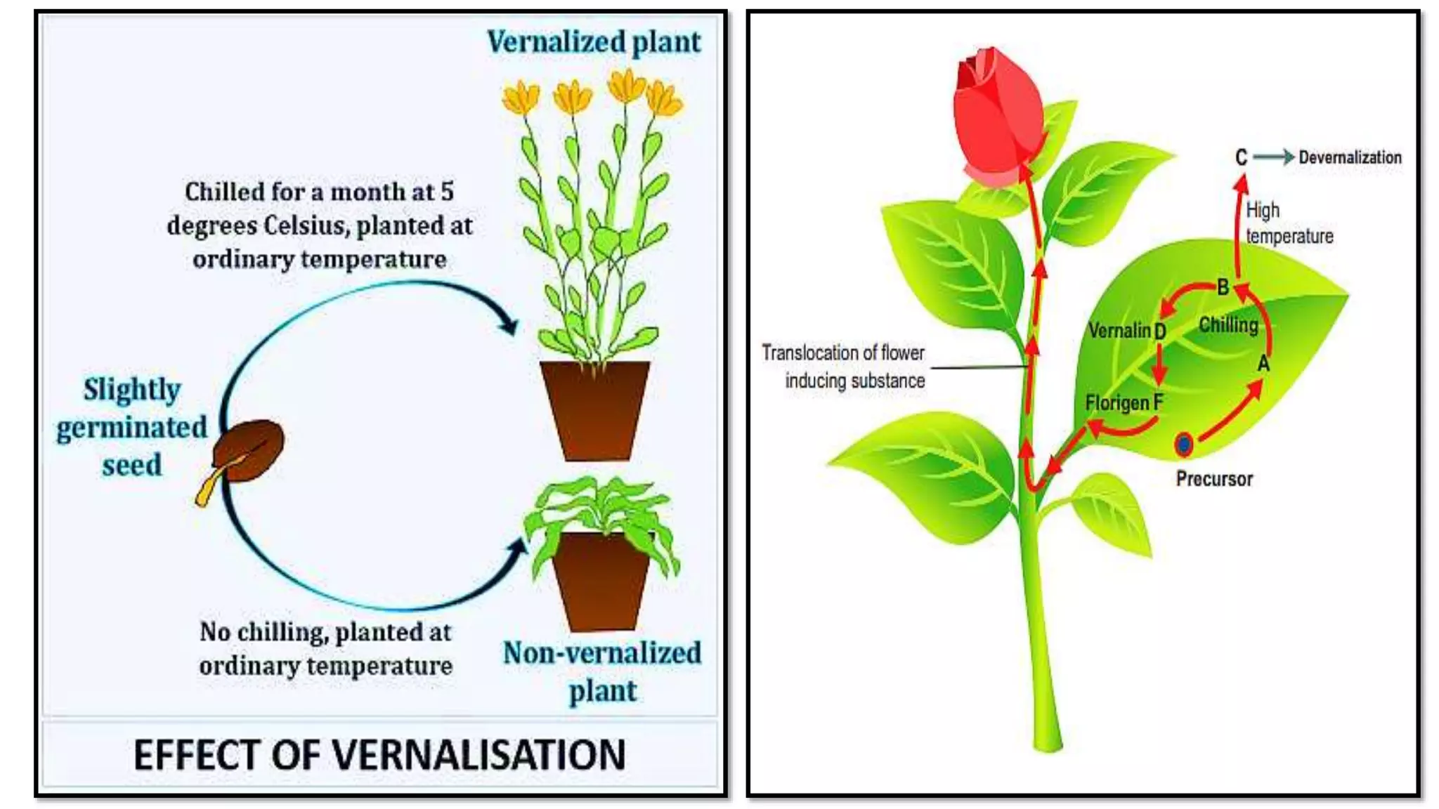 Vernalization outcome and the classical (pre-molecular) flower-inducing-substance model: left, a slightly germinated seed either chilled (flowers) or not chilled (fails to flower) at the same ordinary growing temperature; right, the classical “vernalin”/“florigen” translocation model proposed to carry the vernalization-induced signal from leaf to flower bud, with devernalization by high temperature