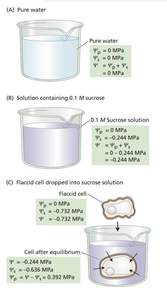 Water potential (Ψ) worked across three states: pure water (Ψ = 0), a 0.1 M sucrose solution (Ψ lowered by solute potential alone), and a flaccid cell dropped into that solution then allowed to reach equilibrium, with Ψₚ, Ψₛ, and Ψ calculated at each step