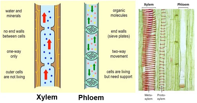 Xylem vs. phloem transport contrasted: xylem carries water/minerals one-way only through non-living cells with no end walls between them, while phloem carries organic molecules two-way through living (support-dependent) cells connected by sieve plates — paired with a real stained cross-section showing xylem (red, meta-/protoxylem) and phloem tissue side by side
