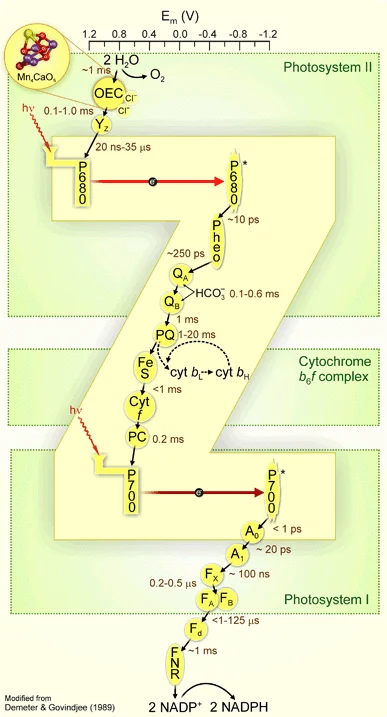 Full Z-scheme of electron transport: redox potential plotted against each carrier from water/oxygen-evolving complex through PSII (P680), the plastoquinone-cytochrome b6f-plastocyanin chain, PSI (P700), and ferredoxin to NADP+ reductase, with approximate timescales for each transfer step