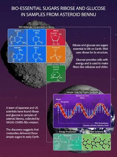 NASA infographic titled Bio-essential sugars ribose and glucose in samples from asteroid Bennu, showing chemical structures of the RNA nucleobases, ribose, phosphate and glucose