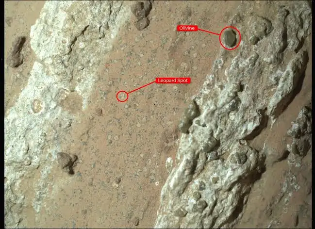 Close-up of a reddish Martian rock surface speckled with small pale spots, with one leopard spot and one olivine grain circled and labelled