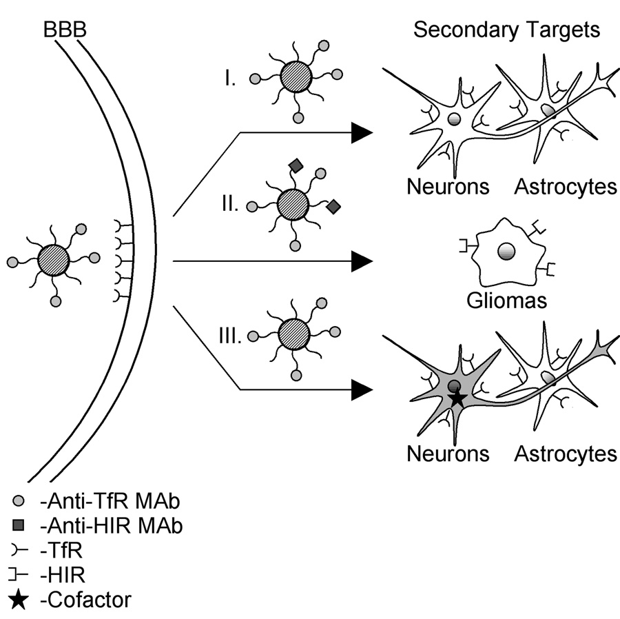 Line drawing of a drug carrier coated with antibodies crossing a curved barrier studded with transferrin receptors, then three arrows to neurons and astrocytes, to a glioma cell, and to neurons with a cofactor marked by a star.